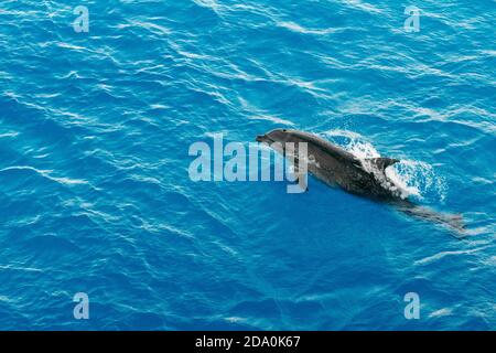 Bottlenose Dolphin (Tursiops truncatus) riding waves. Dolphins in Tuamotu islands, Rangiroa Atoll, cruise aboard the Paul Gauguin cruise, Society Isla Stock Photo