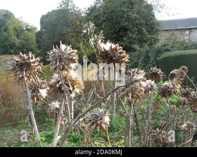 Interest for a winter garden with the giant, sculptural, spiky flower heads of the cardoon, cynara cardunculus. Stock Photo