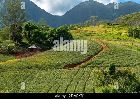 A pineapple farm on the island of Moorea, with mountains rising in the distance. French Polynesia, Society Islands, South Pacific. Cook's Bay. Stock Photo