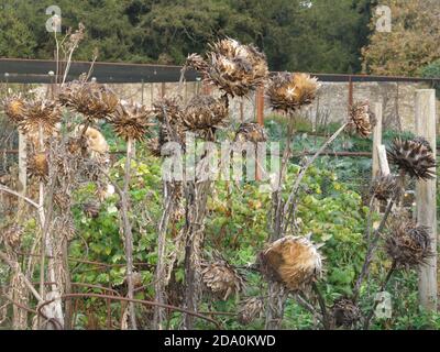 Interest for a winter garden with the giant, sculptural, spiky flower heads of the cardoon, cynara cardunculus. Stock Photo