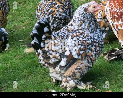 Belgian d'uccle free range chicken with feathered feet Stock Photo - Alamy