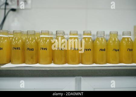 Row of glass bottles with yellow chemical liquid placed on table in laboratory for conducting experiments Stock Photo