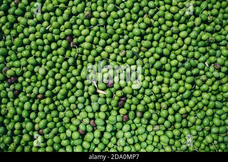 Top view of full frame background of many green fresh olives scattered at plant Stock Photo
