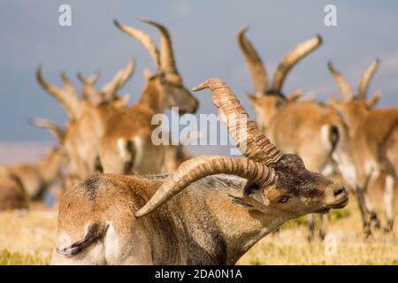 P.N. de Guadarrama, Madrid, Spain. Close up of herd of male wild mountain goats in summer, one in the front scratching with his horns. Stock Photo