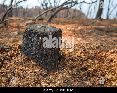 Stub of tree in autumn on background of leafless forest on cloudy day Stock Photo