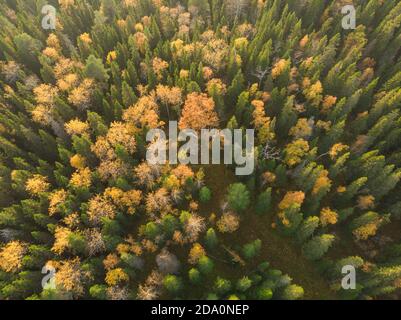 August, 2020 - Solovki. An ancient worship cross in the middle of a thicket. Russia, Arkhangelsk region Stock Photo