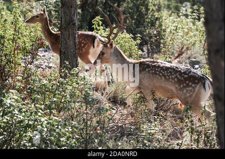 SiIde view of wild fallow deer with horns walking in forest with shrubs and trees on sunny day Stock Photo