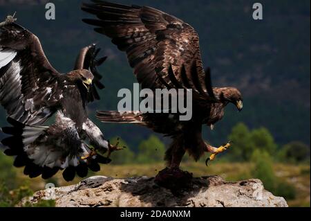 Side view big wild eagles flying near mountains on blurred background Stock Photo