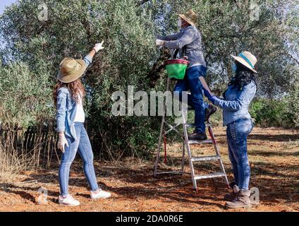 Full body of workers in protective masks and gloves collecting ripe fruits while using tablet computer in garden Stock Photo