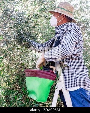 From below side view of mature man standing on stepladder in gloves and mask picking ripe olives while harvesting in farm Stock Photo