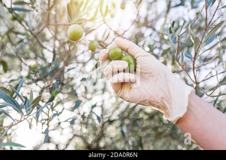 From below crop anonymous person in gloves picking ripe olives hanging on tree branches in garden Stock Photo