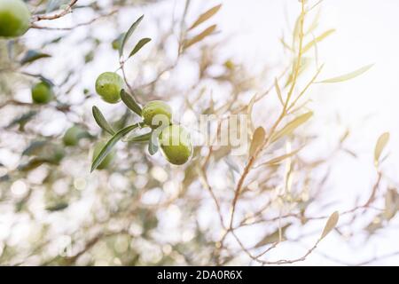 From above of ripe green olives hanging on tree branches with green leaves in orchard Stock Photo
