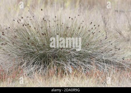 Juncus acutus, the spiny rush, sharp rush or sharp-pointed rush. Guadalhorce nature reserve, Málaga, Andalusia, Spain. Stock Photo