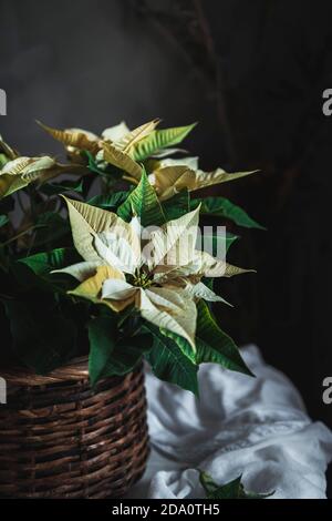 Yellow Euphorbia pulcherrima on wooden basket placed on white fabric in dark room background Stock Photo