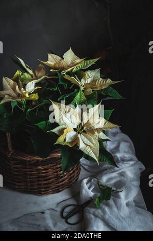 Yellow Euphorbia pulcherrima on wooden basket placed on white fabric in dark room background Stock Photo