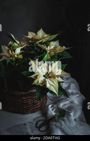 Yellow Euphorbia pulcherrima on wooden basket placed on white fabric in dark room background Stock Photo