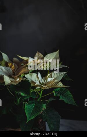 Yellow Euphorbia pulcherrima on wooden basket placed on white fabric in dark room background Stock Photo