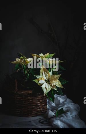 Yellow Euphorbia pulcherrima on wooden basket placed on white fabric in dark room background Stock Photo