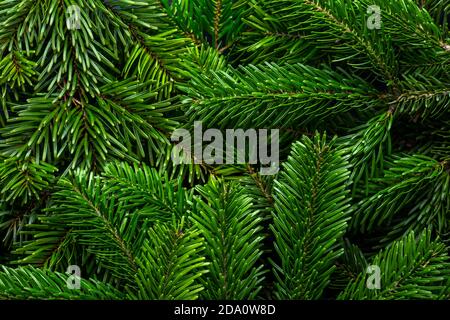 Branches of fir tree as background.  Close-up of  Christmas tree branches. Concept of the Christmas, New Year, Nature. Flat lay Stock Photo