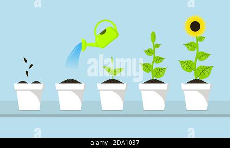 The process of sunflower growth. Staps of plants growing vector illustration. Stock Vector