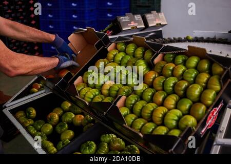 Crop unrecognizable worker putting fresh green tomatoes in cardboard boxes while working on agricultural farm Stock Photo