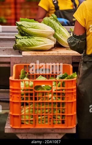 Unrecognizable crop workers sorting fresh Napa cabbage and putting vegetables in plastic container while standing at counter on agricultural farm Stock Photo