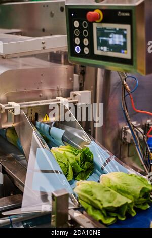 Fresh green cabbage placed on belt of contemporary packing machine at agricultural factory Stock Photo