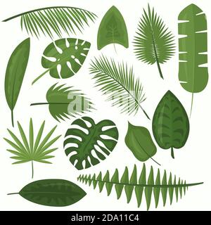 Vector illustration set of tropical green leaves of palm, jungle leaves, philodendron in cartoon flat style on white background. Stock Vector