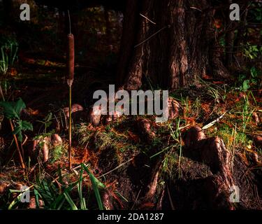 Close-up of a tree trunk with exposing roots and a cattail lit by the autumn sun Stock Photo