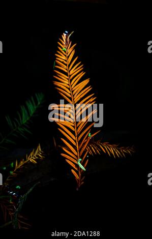 Close-up of redwood needles floating in the water slightly below the water surface Stock Photo