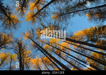 Looking up at tall dark tree trunks and a bright orange tree canopy against a deep blue sky, in the forest at Rogie Falls, Scottish Highlands, UK. Stock Photo