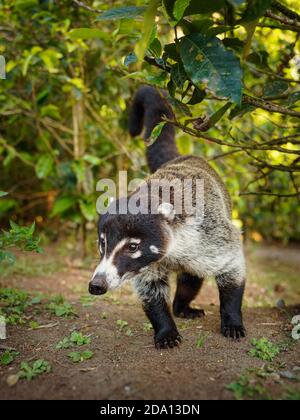 White-nosed Coati - Nasua narica, known as the coatimundi, member of the family Procyonidae (raccoons and their relatives). Local Spanish names for th