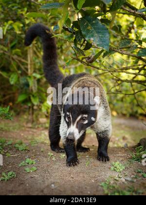 White-nosed Coati - Nasua narica, known as the coatimundi, member of the family Procyonidae (raccoons and their relatives). Local Spanish names for th