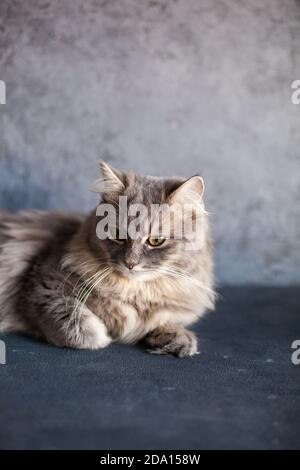 beautiful fluffy woolly shaggy striped gray domestic cat with yellow eyes sitting on dark background. Image for veterinary clinics. Selective focus. Stock Photo