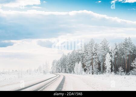Snow Covered Pine Forest Near Countryside Road. Frosted Trees Frozen Trunks Woods In Winter Snowy Coniferous Forest Landscape Near Country Road Stock Photo