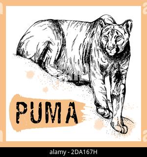 Hand drawn sketch style puma isolated on white background. Vector illustration. Stock Vector