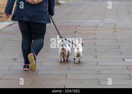 a large or overweight woman walking two small terrier dogs on leads along a pavement. Stock Photo