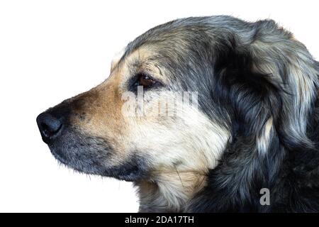 Mongrel dog face in profile isolated on a white background. Muzzle of amixed breed dog izolated on white. Stock Photo