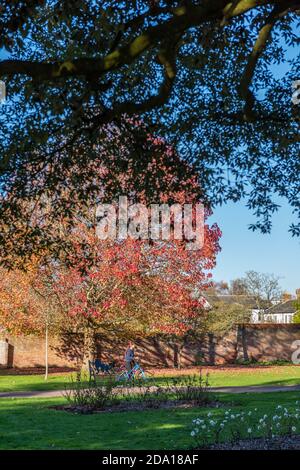 a lady sitting on a bicycle under as large and colourful autumn tree in a park on a bright autumn day. Stock Photo
