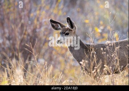 Young mule deer in the forest in fall in Grand Teton National Park Stock Photo