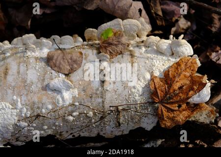 White shelf / bracket fungus on a fallen birch log, seemingly spreading and blistering over the whole surface. Ottawa, Ontario, Canada. Stock Photo