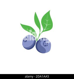 Blueberry berries and leaves branch vector illustration. Stock Vector