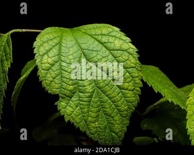 Beohmeria nivea large green leaf with pronounced texture and hairs Stock Photo