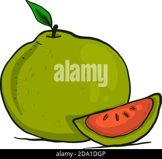 Delicious pomelo,illustration,vector on white background Stock Vector