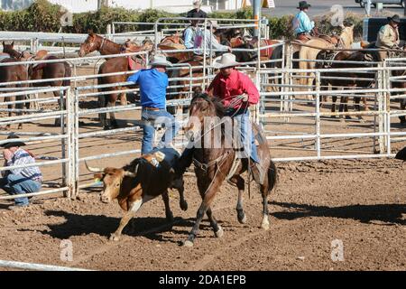 Rodeo event at the Arizona National Livestock Show, Phoenix, Arizona Stock Photo