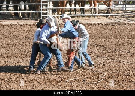 Rodeo event at the Arizona National Livestock Show, Phoenix, Arizona Stock Photo