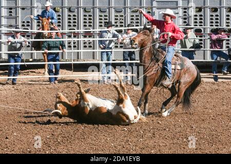 Rodeo event at the Arizona National Livestock Show, Phoenix, Arizona Stock Photo