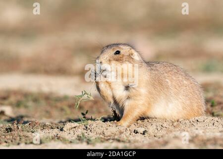 Black-tailed prairie dog eating (Cynomys ludovicianus), Theodore Roosevelt National Park, ND, USA, by Dominique Braud/Dembinsky Photo Assoc Stock Photo