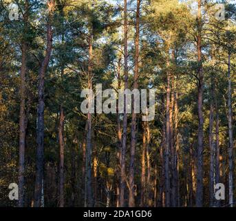 Scots pine trees (Pinus sylvestris) lit up by sunshine in woodland, Binning Wood, East Lothian, Scotland, UK Stock Photo
