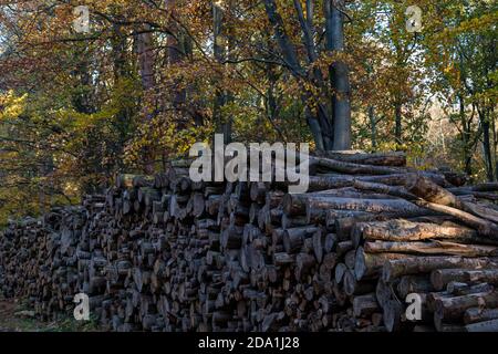 Stack of timber logs with Autumn beech trees, Binning Wood, East Lothian, Scotland, UK Stock Photo